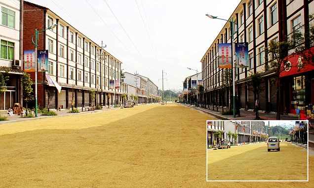 Panen Melimpah, Petani China Jemur Gabah di Jalan Raya